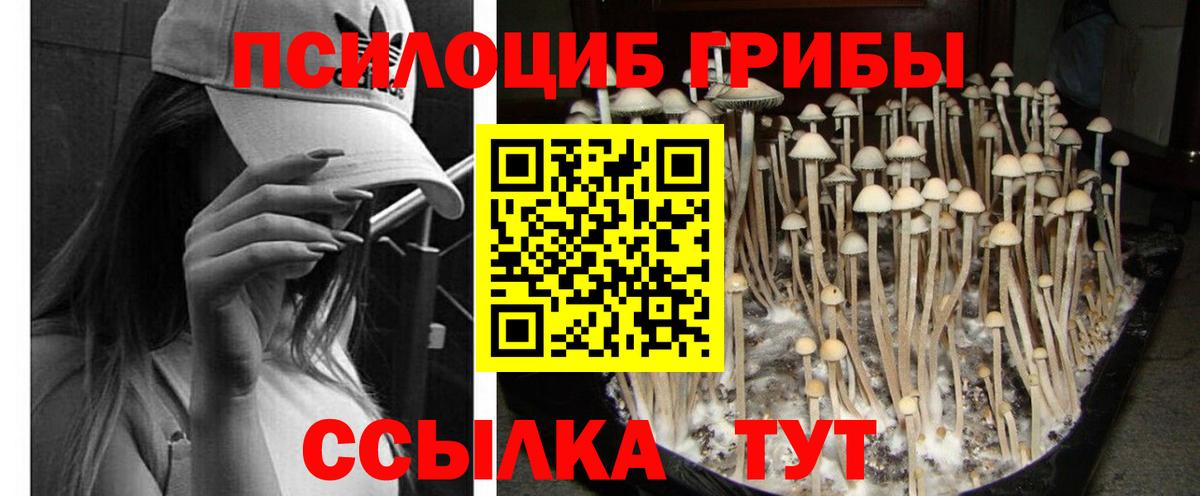 Нягань  Галлюциногенные грибы Psilocybine cubensis  Вход с VPN 